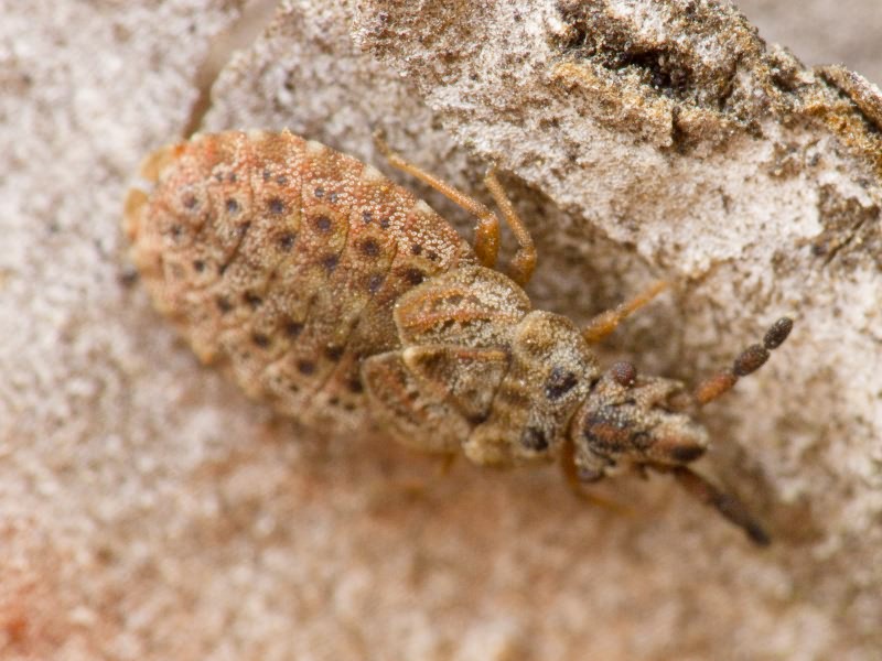 Aradus cinnamomeus Panzer, 1806
